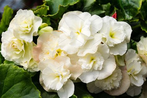 White begonia flowers | High-Quality Nature Stock Photos ~ Creative Market