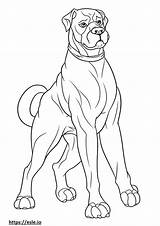 Boxer Dog coloring Pages  Free Printable sketch template