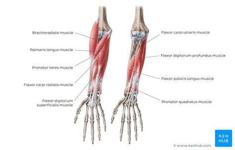 Superficial Anterior Forearm Muscle Anatomy And Function Kenhub | SexiezPicz Web Porn