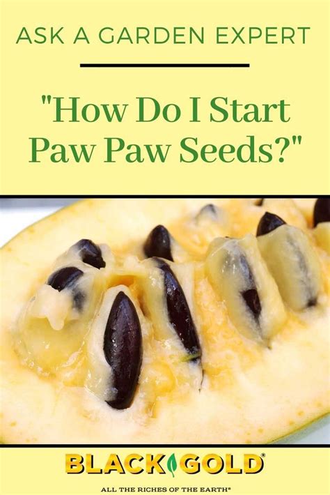 How Do I Start Paw Paw Seeds? | Paw paw seeds, Pawpaw recipes, Foraging recipes