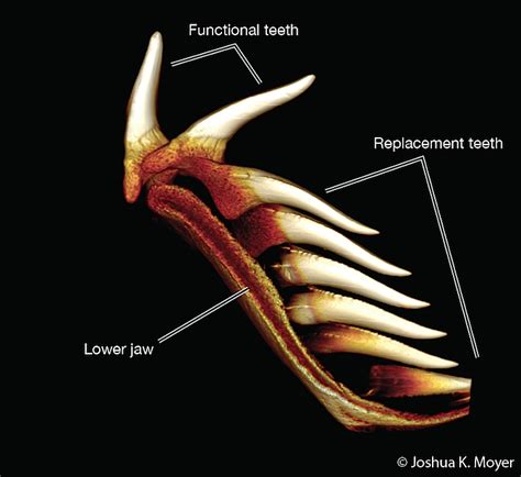 Sink Your Teeth into Elasmobranch Science: A Primer on Shark Teeth ...