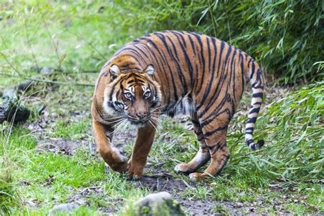 Large Tiger in the Wild is on the Hunt. Stock Image - Image of path, predator: 84342545