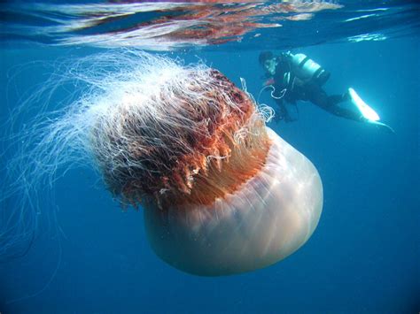 The giant jellyfish invasion mystery | Toronto Star