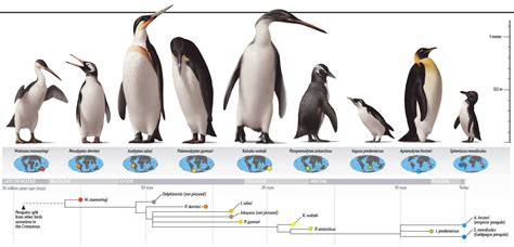 Evolution of Penguins - Evolutionary biologists have long wondered how penguins evolved their ...