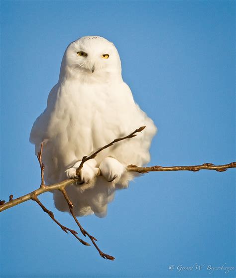 Snowy Owl | Snowy Owl (Nyctea scandiaca) male wintering in a… | Flickr