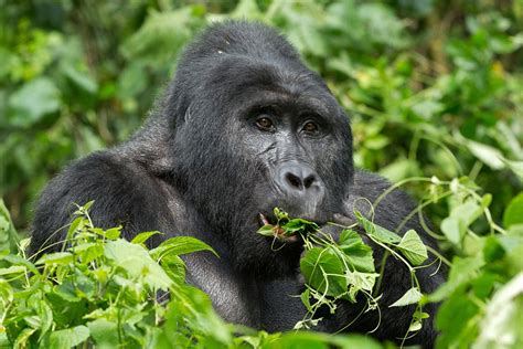 Gorilla trekking Uganda & Rwanda, gorilla safaris & Uganda safari tours