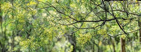 The Australian Wattle Tree - Flowers Across Melbourne