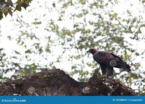 Eagles stock image. Image of flying, eyesight, hares - 103588031