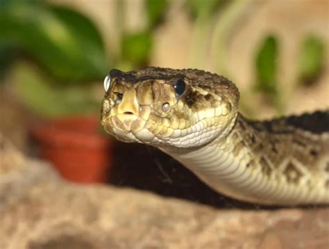 Closeup of rattlesnake ready to strike — Stock Photo © sarah5 #4170268