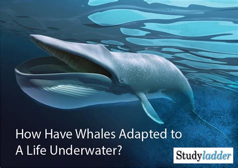 Adaptations of Whales Information (5_slides) - Studyladder Interactive ...