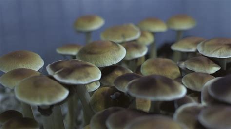 Ohio State growing psychedelic mushrooms for research | 10tv.com