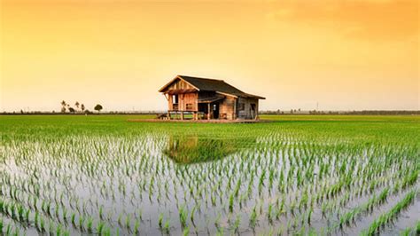 Sekinchan Paddy Field - Tourism Selangor