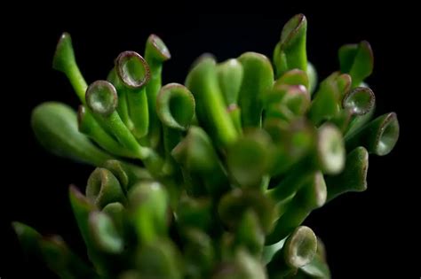 How To Grow & Care For Gollum Jade - PlantPropagation.org