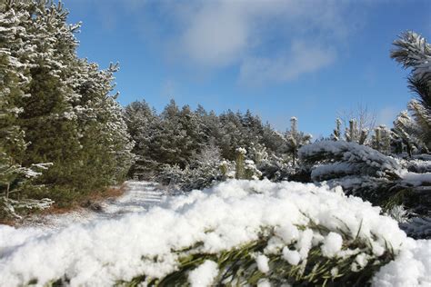 Coniferous forest in snow free image download