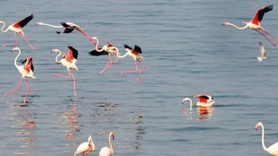 Jayakwadi: Ensure Min 50% Dead Stock At Jayakwadi For Birds: Forest Dept | Chhatrapati ...