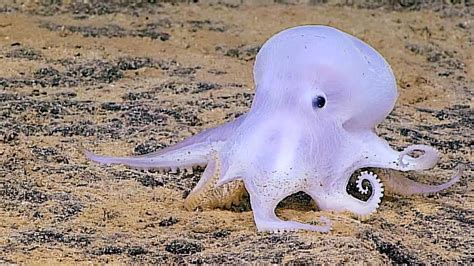Meet The Cute New Ghost Octopus. - YouTube