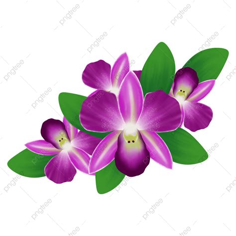 Orchid Flowers White Transparent, Orchid Flowers Illustration, Flower ...