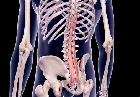 Multifidus Muscle: Anatomy, Function, Importance