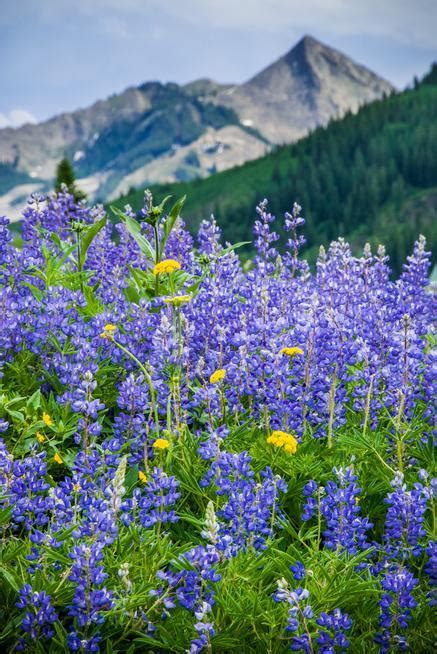 Crested Butte wildflowers put on a stunning show — for hikers and shutterbugs – The Denver Post