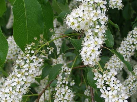 Wild Cherry Tree in Bloom: May | Flickr - Photo Sharing!