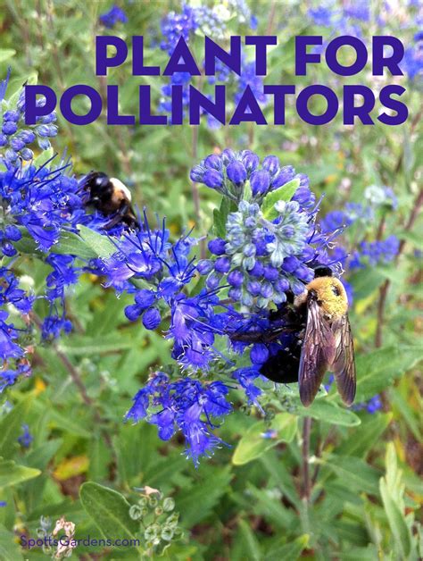 Plant for Pollinators - Spotts Garden Service