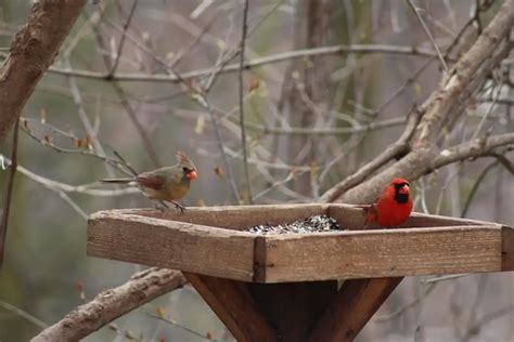 10 Best Bird Feeders for Cardinals 2024: Ultimate Guide!