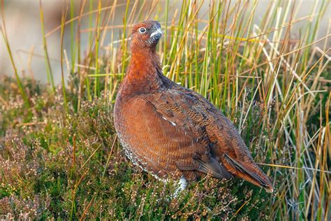 Autumn Wildlife of the Scottish Highlands - Photography Tour - Naturetrek