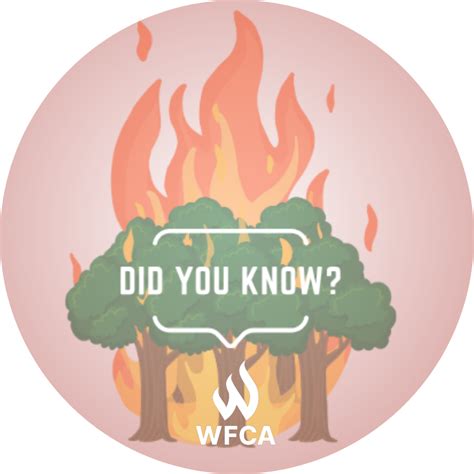 7 Facts About Wildfires You Should Know | WFCA