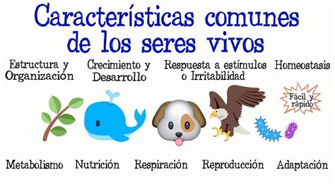 🐝Características comunes de los seres vivos🐠 [Fácil y Rápido] | BIOLOGÍA | - YouTube