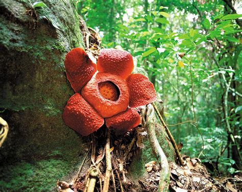 Amazing Rafflesia, Gunung Gading Tour Sarawak | Borneo Adventure