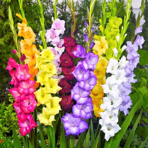 Colorful Gladiolus Bulb Mix | Glorious Glads – Easy To Grow Bulbs