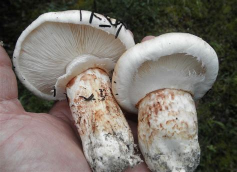 Matsutake | Fungus Federation of Santa Cruz