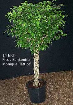 Pruning Ficus Trees: When And How (With images) | Ficus benjamina, Indoor fig trees, Plants