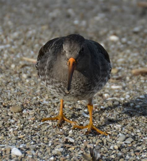 Ohio Birds and Biodiversity: Purple Sandpiper (with notes on Black ...