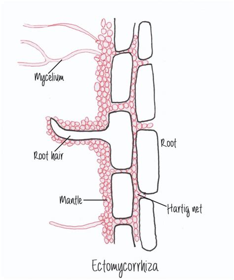 Diagram showing ectomycorrhiza | This or that questions, Diagram, Rhs