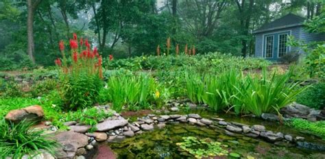 Lobelia Cardinalis Aquarium Plant Care Guide