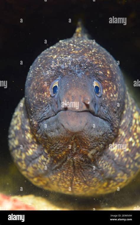 Mediterranean moray (Muraena helena), Saint Helena moray Stock Photo - Alamy