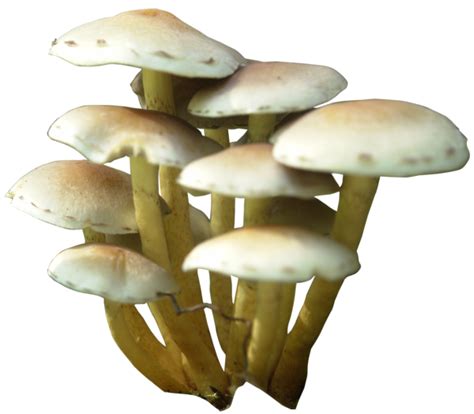 Mushroom PNG | PNG All