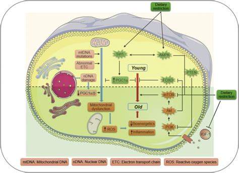 Regulation of Stem Cell Aging by Metabolism and Epigenetics: Cell ...