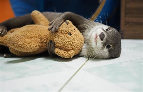 cuddling : Otters