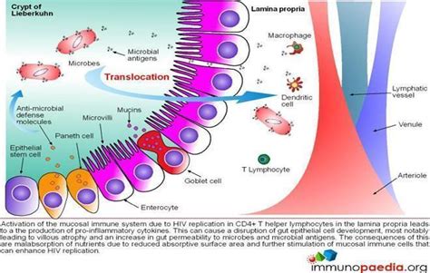 Crypts Of Lieberkuhn Diagram