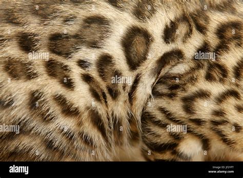 Fur Bengal cat Stock Photo - Alamy