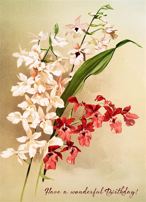 Pixiluv HAPPY BIRTHDAY Greeting card ~ Delicate White and Red Orchids Vintage Illustration ...