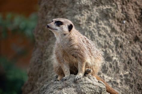 60+ Port Lympne Wild Animal Park Stock Photos, Pictures & Royalty-Free Images - iStock