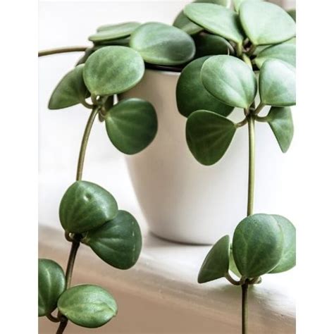 Peperomia Hope Care, Propagation, and More | Sprouts and Stems