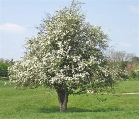 Hawthorn - Tree Guide UK Hawthorn identification in spring and summer.