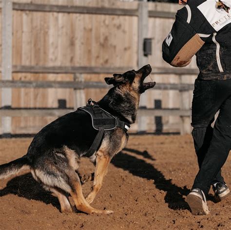 Personal Protection Training for Dogs, Family Dogs Training UK