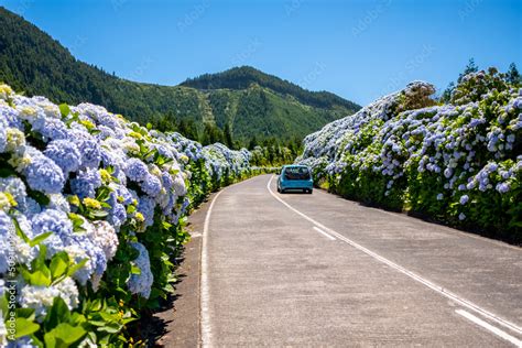 Azores, flowery road with beautiful hydrangea flowers on the side of ...