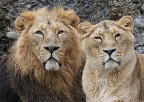 Are there Lions in India? (Are they Extinct?) – TravelPeri