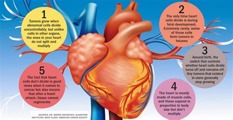 Health & Wellness: Why don't we get heart cancer?